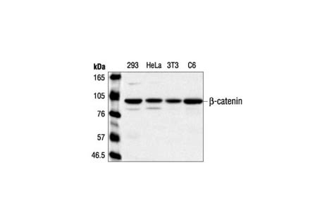 beta catenin antibody|β.